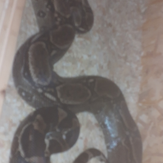 Image pour l'annonce Boa constrictor double het léopard t+