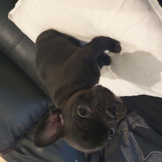 Image pour l'annonce vend chiot bouledogue francais