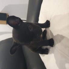 Image pour l'annonce vend chiot bouledogue francais