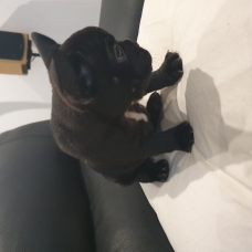 Image pour l'annonce vend chiot bouledogue francais