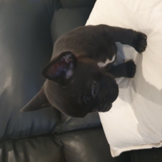 Image pour l'annonce vend chiot bouledogue francais