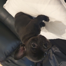 Image pour l'annonce vend chiot bouledogue francais