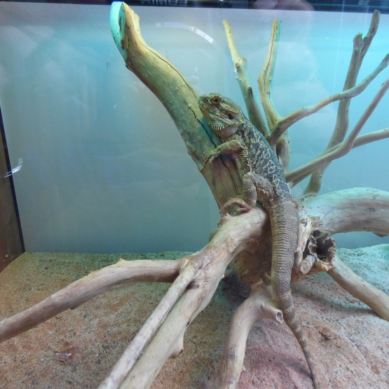Image pour l'annonce Pogona et son terrarium