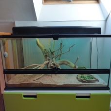 Image pour l'annonce Pogona et son terrarium