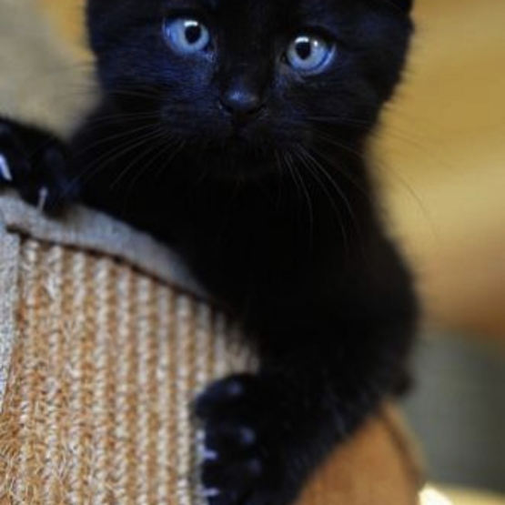 Image pour l'annonce Recherche désespérément un bébé chaton noir aux yeux bleu