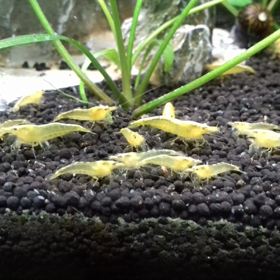 Image pour l'annonce Crevettes naines "Yellow Néon" A Vendre