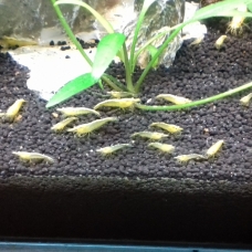 Image pour l'annonce Crevettes naines "Yellow Néon" A Vendre
