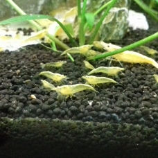 Image pour l'annonce Crevettes naines "Yellow Néon" A Vendre