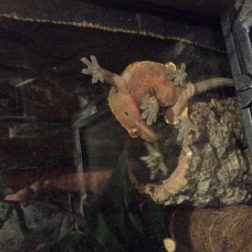 Image pour l'annonce Deux geckos couple