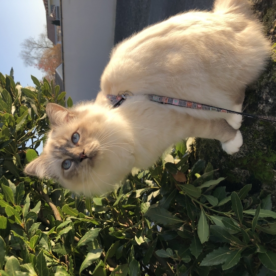 Image pour l'annonce Saillie sacré de Birmanie