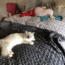 Image pour l'annonce Saillie sacré de Birmanie