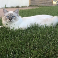 Image pour l'annonce Saillie sacré de Birmanie