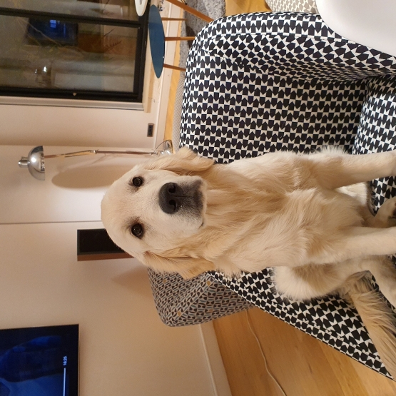 Image pour l'annonce Donne Golden Retriever 6 mois
