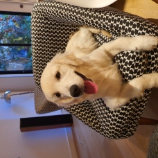 Image pour l'annonce Donne Golden Retriever 6 mois