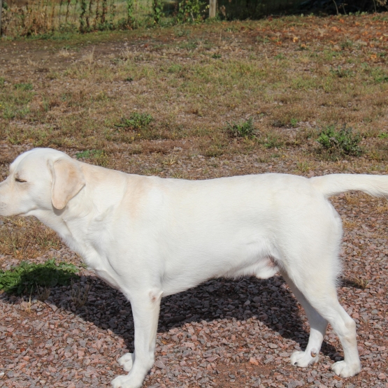 Image pour l'annonce Magnifique Labrador confirmé LOF disponible pour saillie