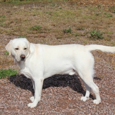 Image pour l'annonce Magnifique Labrador confirmé LOF disponible pour saillie