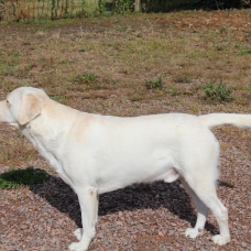 Image pour l'annonce Magnifique Labrador confirmé LOF disponible pour saillie