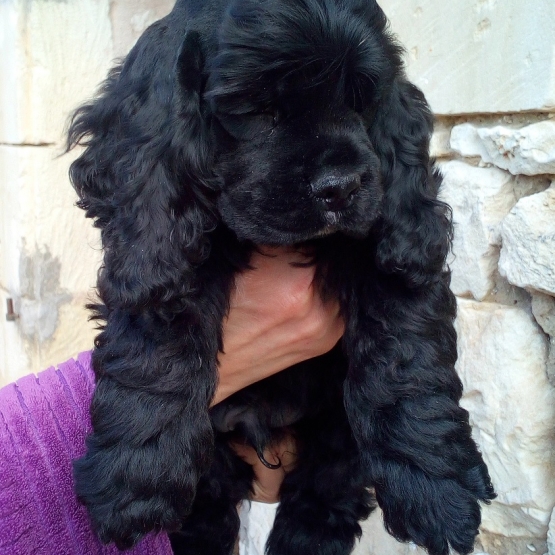 Image pour l'annonce Vends Joli Chiot Mâle de Cocker Spaniel Americain LOF, pucé