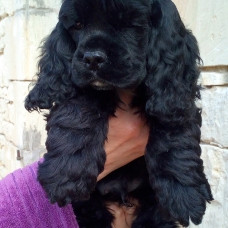 Image pour l'annonce Vends Joli Chiot Mâle de Cocker Spaniel Americain LOF, pucé