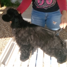 Image pour l'annonce Vends Joli Chiot Mâle de Cocker Spaniel Americain LOF, pucé