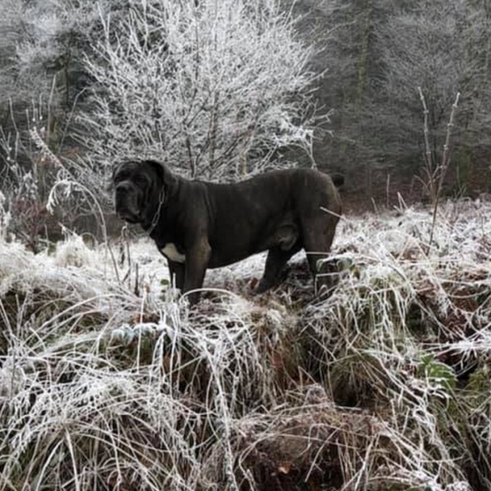 Image pour l'annonce Cane Corso disponible pour saillie