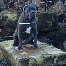 Image pour l'annonce Cane Corso disponible pour saillie