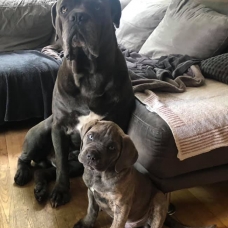 Image pour l'annonce Cane Corso disponible pour saillie