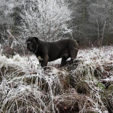 Image pour l'annonce Cane Corso disponible pour saillie