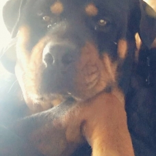 Image pour l'annonce Vends rottweiler