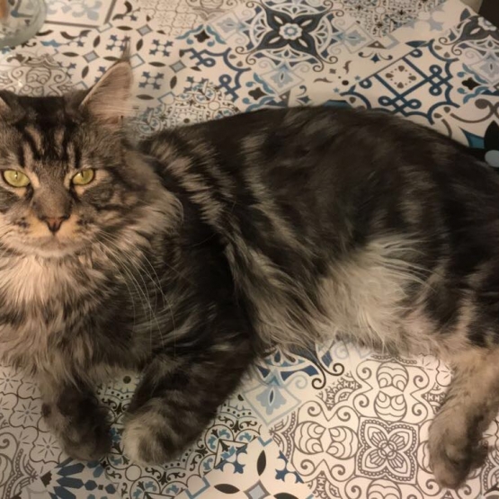 Image pour l'annonce Saillie Maine coon