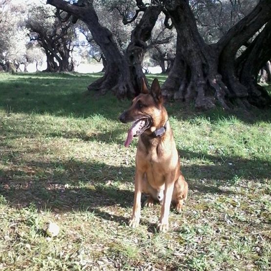 Image pour l'annonce Donne Ilos malinois 6 ans