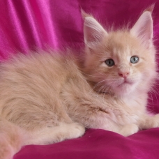 Image pour l'annonce Chatons maine coon mâles