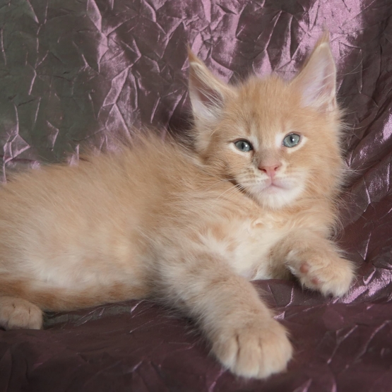 Image pour l'annonce Superbes chatons maine coon mâles