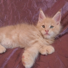 Image pour l'annonce Superbes chatons maine coon mâles