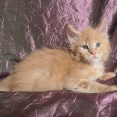 Image pour l'annonce Superbes chatons maine coon mâles
