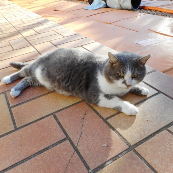 Image pour l'annonce Donne Adorable Chat Gris et Blanc