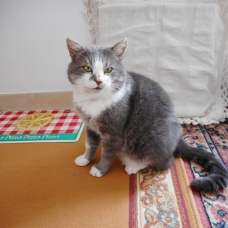 Image pour l'annonce Donne Adorable Chat Gris et Blanc