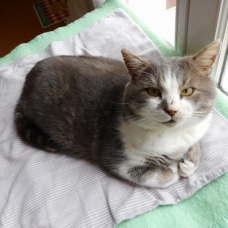 Image pour l'annonce Donne Adorable Chat Gris et Blanc