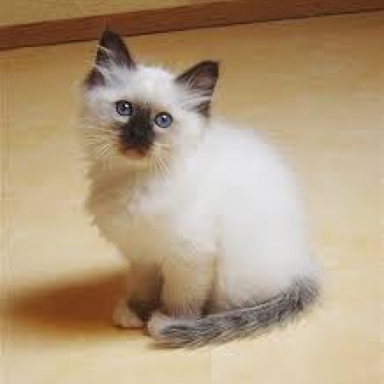 Image pour l'annonce recherche un chaton mal de birman chocolat de préférence