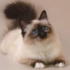 Image pour l'annonce recherche un chaton mal de birman chocolat de préférence