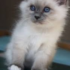 Image pour l'annonce recherche un chaton mal de birman chocolat de préférence