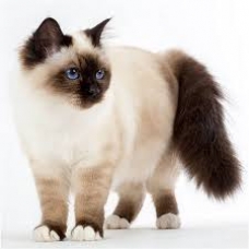 Image pour l'annonce recherche un chaton mal de birman chocolat de préférence