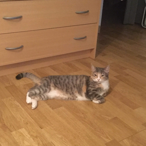 Image pour l'annonce Donne chat femelle