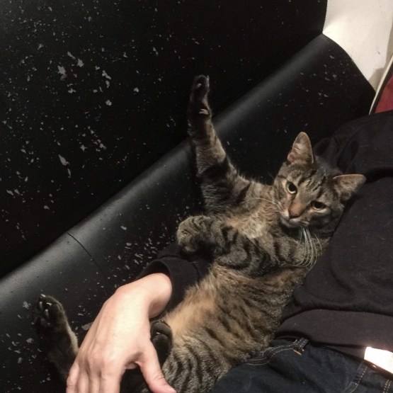 Image pour l'annonce Donne chat mâle