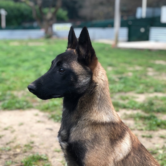 Image pour l'annonce Chiots Bergers BELGE malinois à réserver