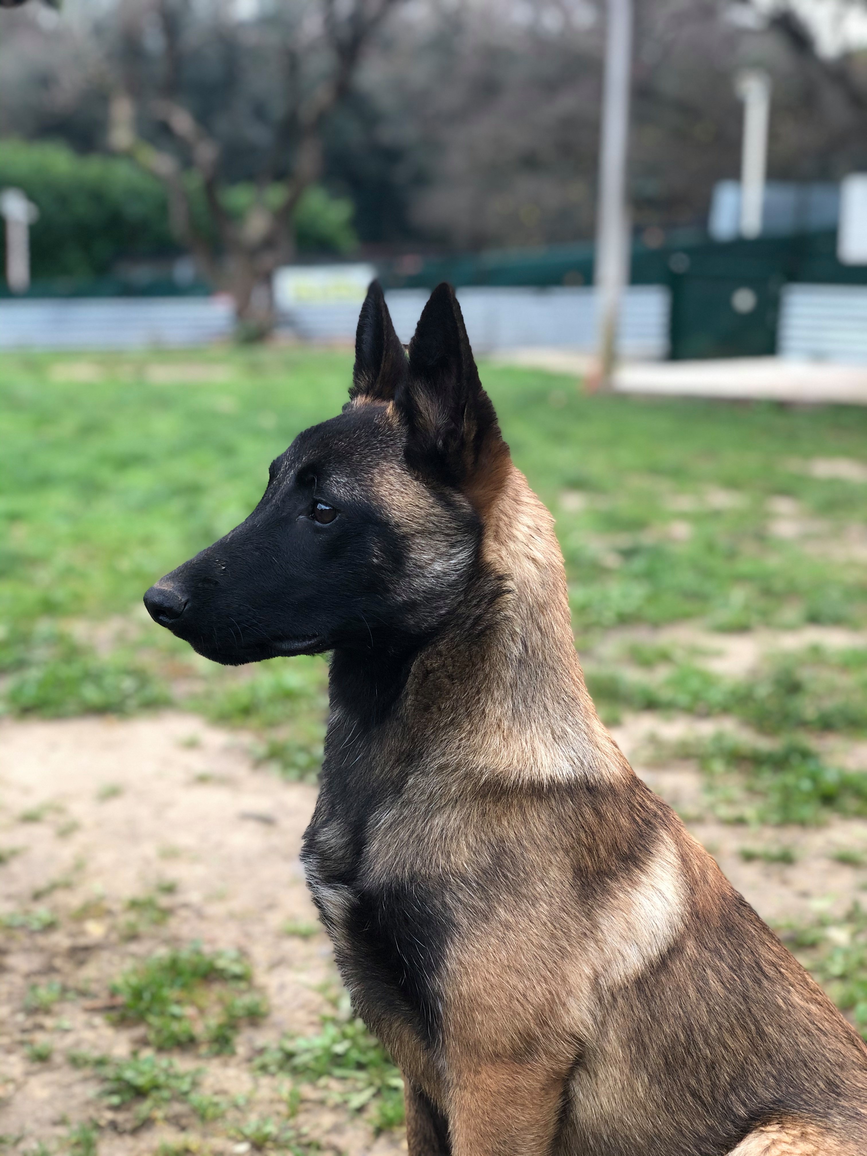 Chiots Bergers BELGE malinois à réserver Alpes-Maritimes (06) sur ...