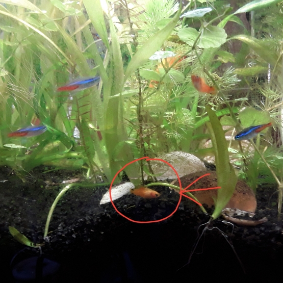 Image pour l'annonce Poisson guppys