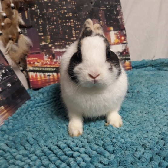 Image pour l'annonce Vente Lapin Nain, prix négociable
