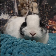 Image pour l'annonce Vente Lapin Nain, prix négociable