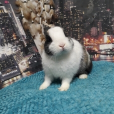 Image pour l'annonce Vente Lapin Nain, prix négociable